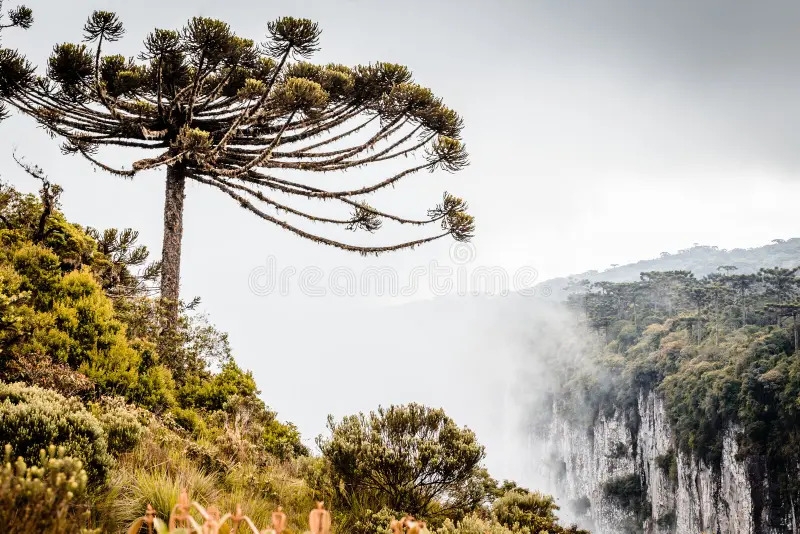 Bom Retiro SC: Guia Completo para Conhecer a Serra...