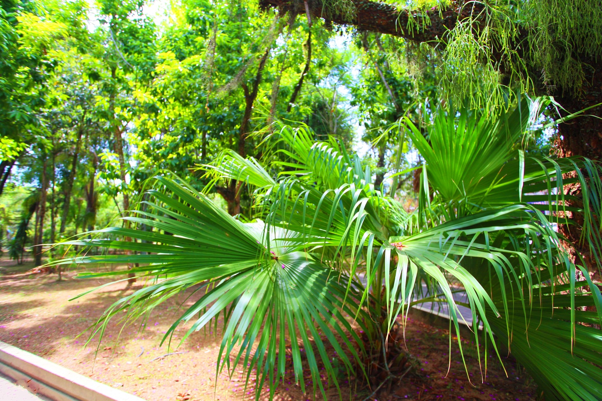 Praça Hercílio Luz