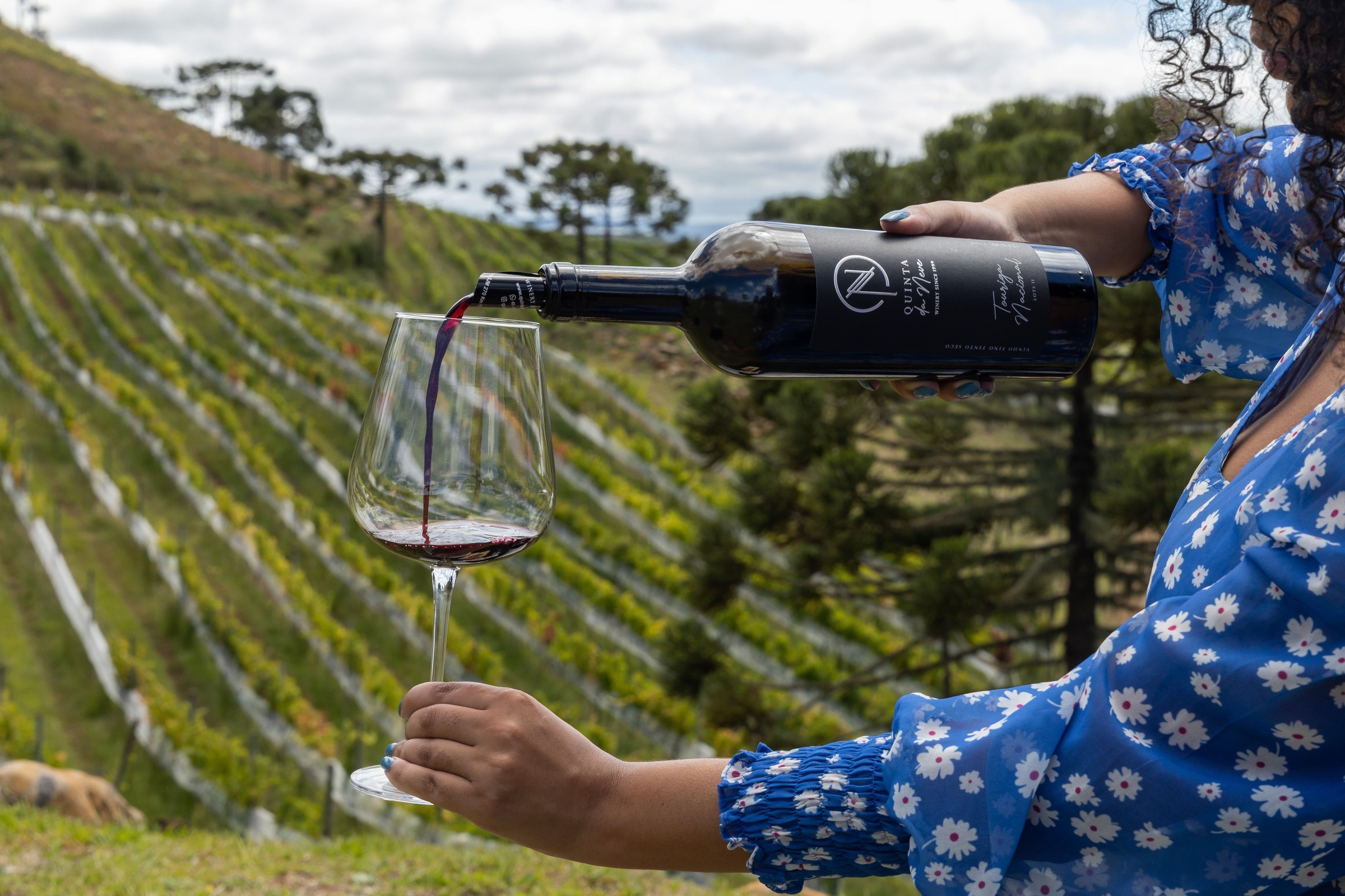 Rota dos Vinhos de Altitude em São Joaquim: um pa...